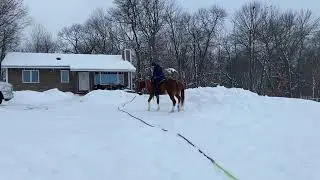Fear of foreign object #coltstarting #tbt #winter