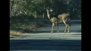 White-tailed Deer & Eastern Coyote Trail Cam Footage Kingston NB