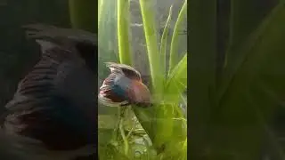 Beautiful Betta Dumbo Ear Crown tail // The Result of Cross Breeding #petsnipertv pls. Subscribe