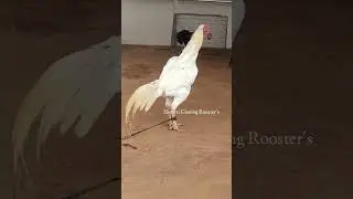 #sethuva #kodipunju #birds #farming #farm #agriculture #video #aseelmurga #murga #shorts #youtube