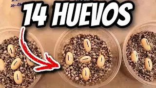 Una Puesta Más!!! Huevos De Dragón Barbudo