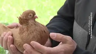 Timočki cvetasti golub, 18.maj 2021. (RTV Bor)