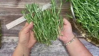 DIY Rosemary Cleansing Sticks 🌿 Clear Negative Energy & Root New Growth