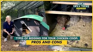 Types of Bedding for Your Chicken Coop &ndash; Pros & Cons