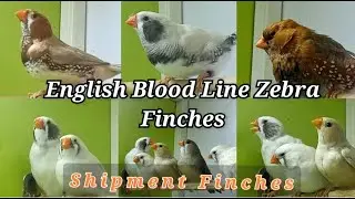 English blood Line Zebra Finches || Exhibition Zebra || Pairing set for upcoming breeding season