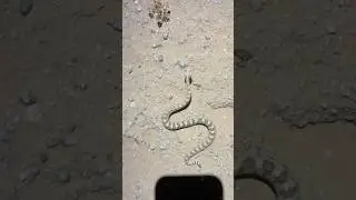 Sidewinder Rattlesnakes are Speedy!