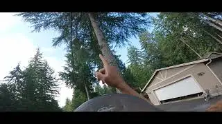 Have a Game Plan! Getting Stung in a Tree