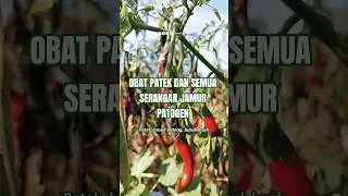 cara mengobati patek pada tanaman cabe