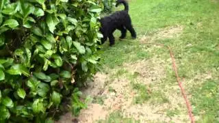 Retrieving 101 for the Barbet: French Waterdog