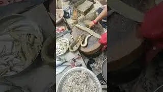 BAM fish cleaning #fishingvideo #short #bam