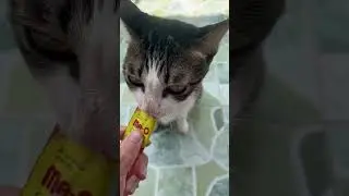 hand feeding a cat with a liquid snack cat