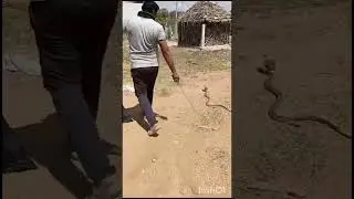 #snake #lover #mr #paramesh 🐍🐍🥰🥰