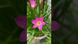 A whisper of pink🌸 after the Storm⛈️ #ytshorts #viralvideo #viralshorts