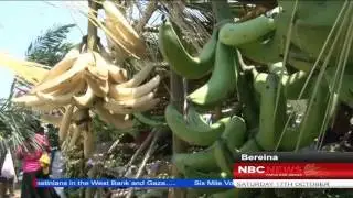 NBCPNG News Bereina World Food Day