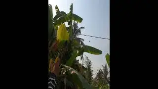 Slingshot Hunting Bird Is Famous In My Region  #hunting  #slingshot