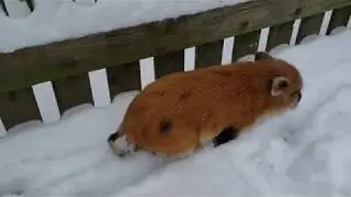Baby Mini Pig Braves Deep Snow