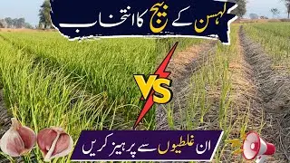 Avoid These Mistakes in Garlic Seed Selection 2024 | Lahsen k Beej Ka Intekhab