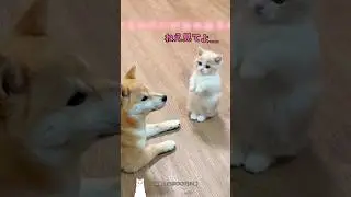 子犬が大好きな猫です