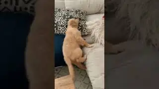 Funny Dog Videos Compilation 2021 #3 😂