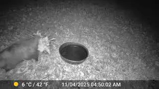 Opossum uses tail to carry leaves and sticks