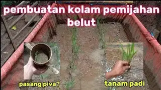 Bagian 1 | proses pembuatan kolam pemijahan belut #budidayabelut #ternakbelut #kolampemijahanbelut