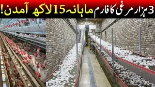 poultry farm business plan in pakistan 2023 | Poultry Farming | Eggs Farming