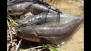 Smart Children Catching Country Fish - New Fishing Technique Trap Using Hands To Catch A lot Of Fish