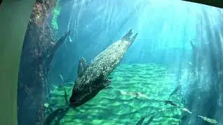 Valencia - część 2 -  Oceanografic. Co kryją morskie głębiny?