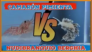 Camarón Pimienta vs Nudibranquio Berghia Como eliminar aiptasias// Acuarios Marinos