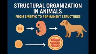 Structural Organization In Animals: From Embryo To Permanent Structures