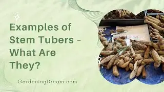 Examples of Stem Tubers &ndash; What Are They?