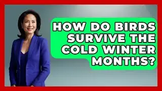 How Do Birds Survive the Cold Winter Months? | Bird Watching Diaries