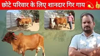 14 Kg Doodh wali Desi Cow for sale🌟Gir Gaay for sale in Haryana🐄Gir Cow Available for sale Haryana 