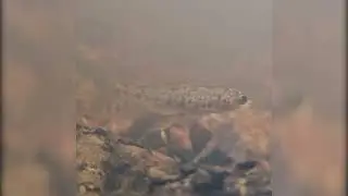 LIFE CONNECTS - Flodp&auml;rlmusslans chans till revansch