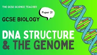 DNA Structure & the Genome (GCSE Biology) | The GCSE Science Teacher