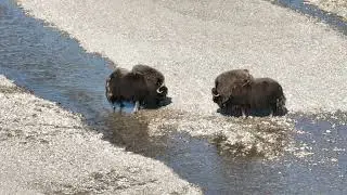 DJI Mavic 3 drone flying over three fighting Musk Ox, Weber Arctic, Nunavut, Canada, 2023-07-26