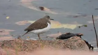 Piro piro piccolo / Common Sandpiper (Actitis hypoleucos)