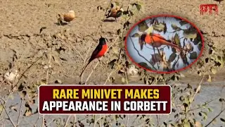 Rare long-tailed minivet spotted at Corbett National Park, birdwatchers thrilled