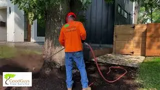 Good Guys Tree Service Celebrating 25 Years of Excellence