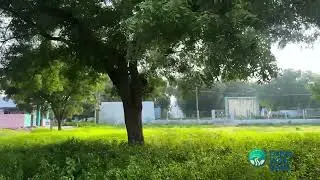 Peaceful Village View | Green Trees and Green Grass | Relaxing Nature