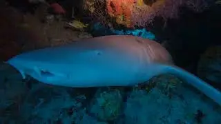 SCUBA Diving in the Maldives with Werner Lau Filitheyo Diving Centre (February 2022)