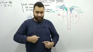 Supra renal gland anatomy د محمود علاء