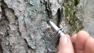Tapping River Birch Trees