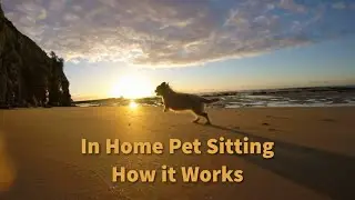 Travel More Pay Less by Pet Sitting