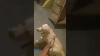 my dog Tony cute dog 😍😘🥰🥰🤩 Princess girl muskan