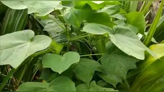 Growing Cotton Plant In A Pot