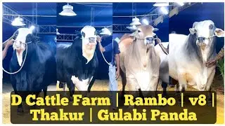 Pakistan Ke Sabse Bade Janwar D Cattle Farm | Rambo | v8 | Thakur | Gulabi Panda