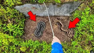 Flipping Boards to Find Elusive Mole King Snakes! - Big Copperhead!