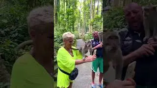 A fun activity with the monkey 🐒 #bali #balidriver #balitour #fun #monkeyforest #shorts #short