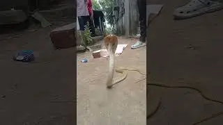 #snake #tranding #vlog #awareness #snakebite